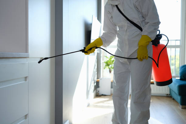 Best Black Mold Removal  in Vilonia, AR