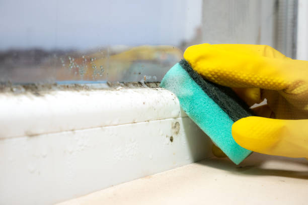 Best Mold Remediation  in Vilonia, AR