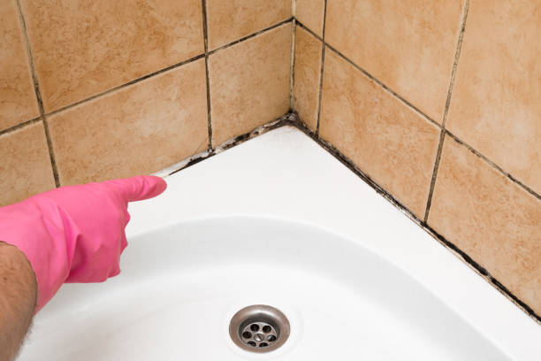Best Mold Damage Repair  in Vilonia, AR